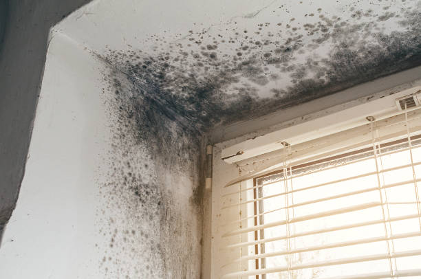 Affordable Attic Mold Remediation solutions in Glen Richey, PA